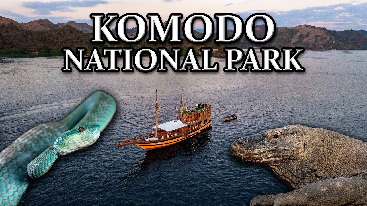 Komodo Dragons and Blue Vipers : Komodo National Park