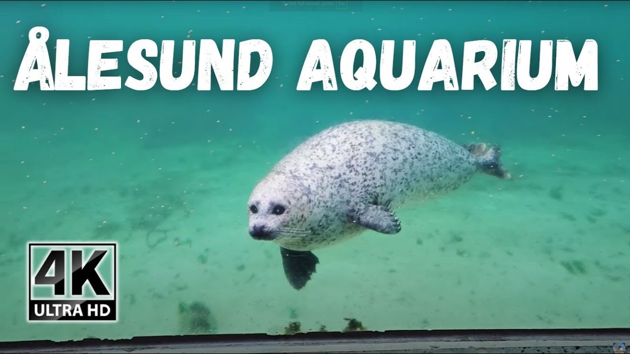 Feeding & Talk - Seals: Ålesund Atlantic Sea-Park Aquarium, Norway 🎧 [4K]