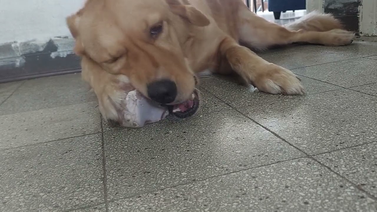 belle eating bone