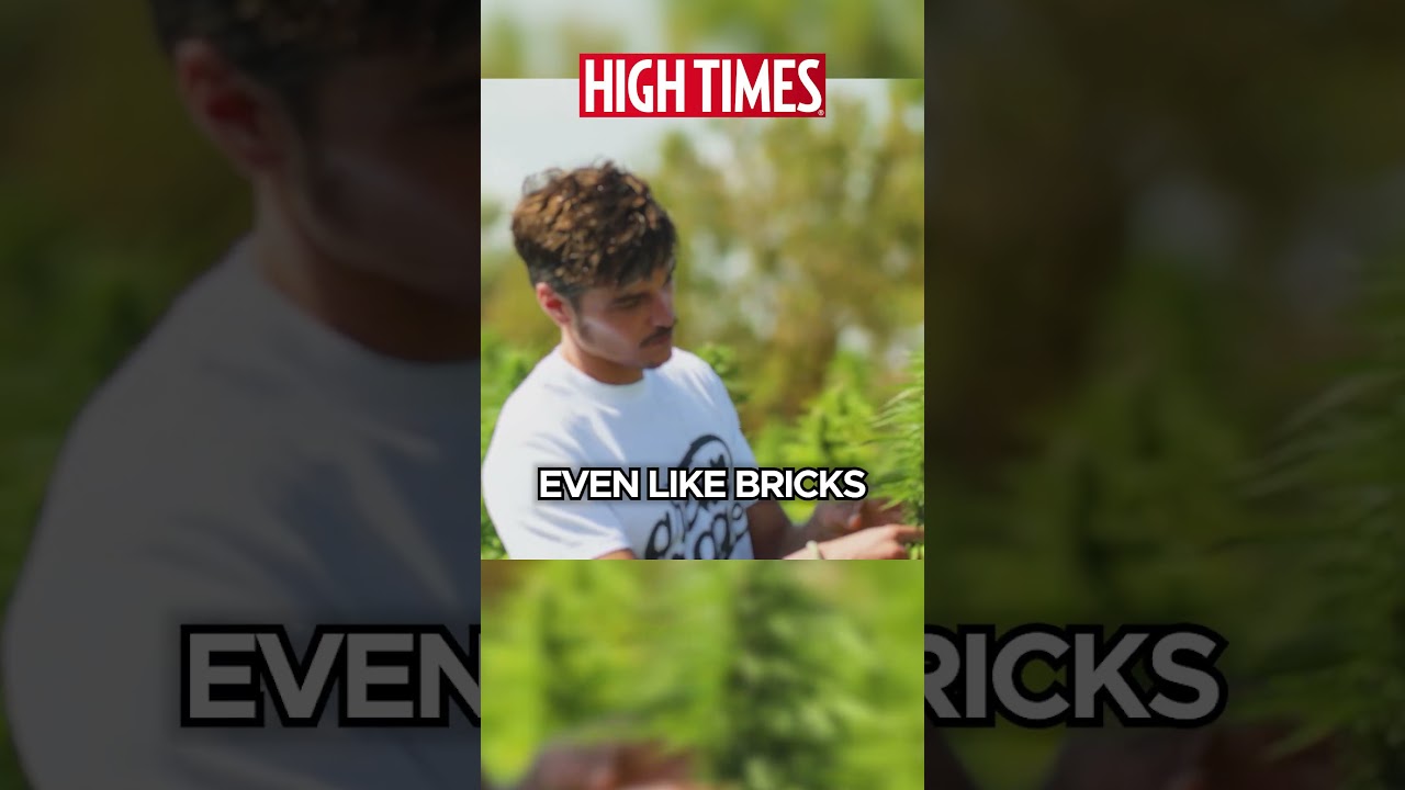До того, как это стало незаконным, конопля создала этот остров | High Times