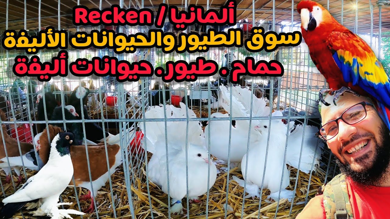 سوق الحمام والطيور والحيوانات في مدينة Recken الألمانية