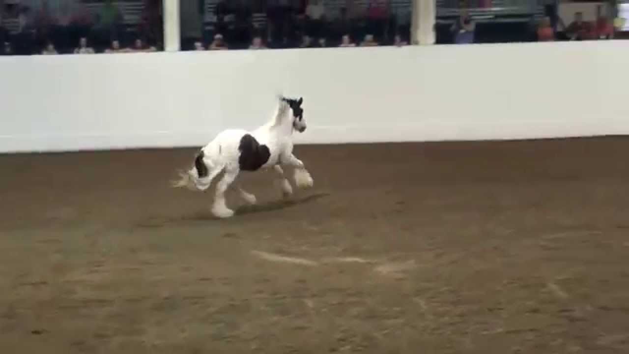 Blue Boy's and Spice Girl's King of Hearts (Gypsy Liberty)