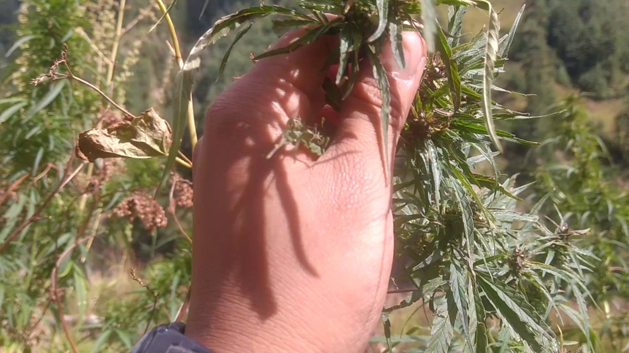 Purple Haze Weed - Manang, Nepal, Part 2
