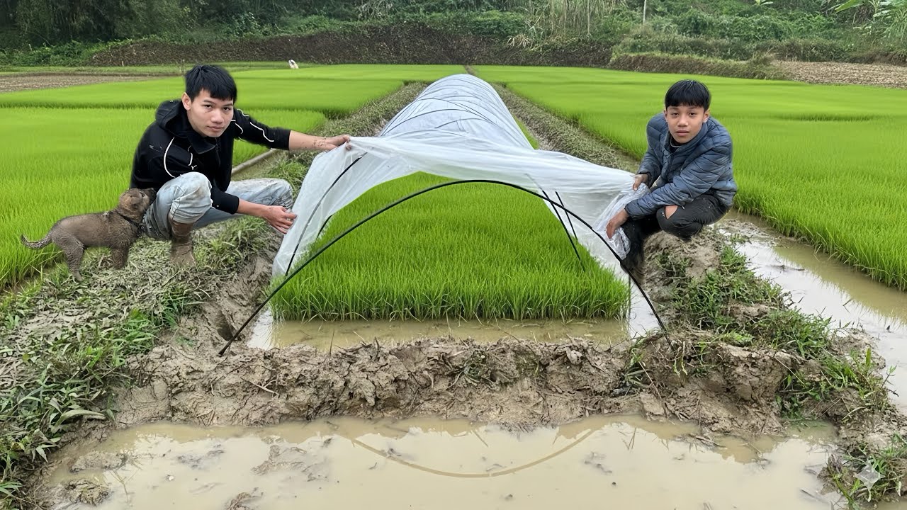The poor boy and the kind man worked together to clear the land and sow seedlings to grow rice.