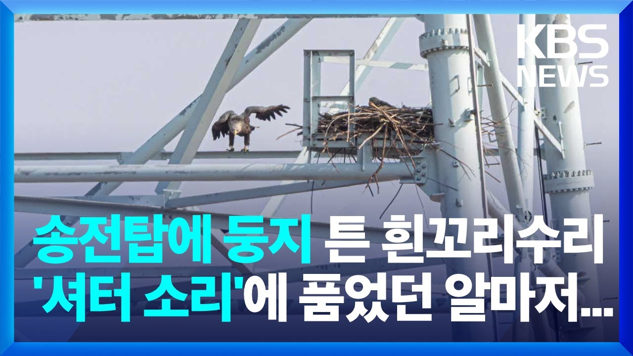 송전탑에 둥지 튼 흰꼬리수리, 