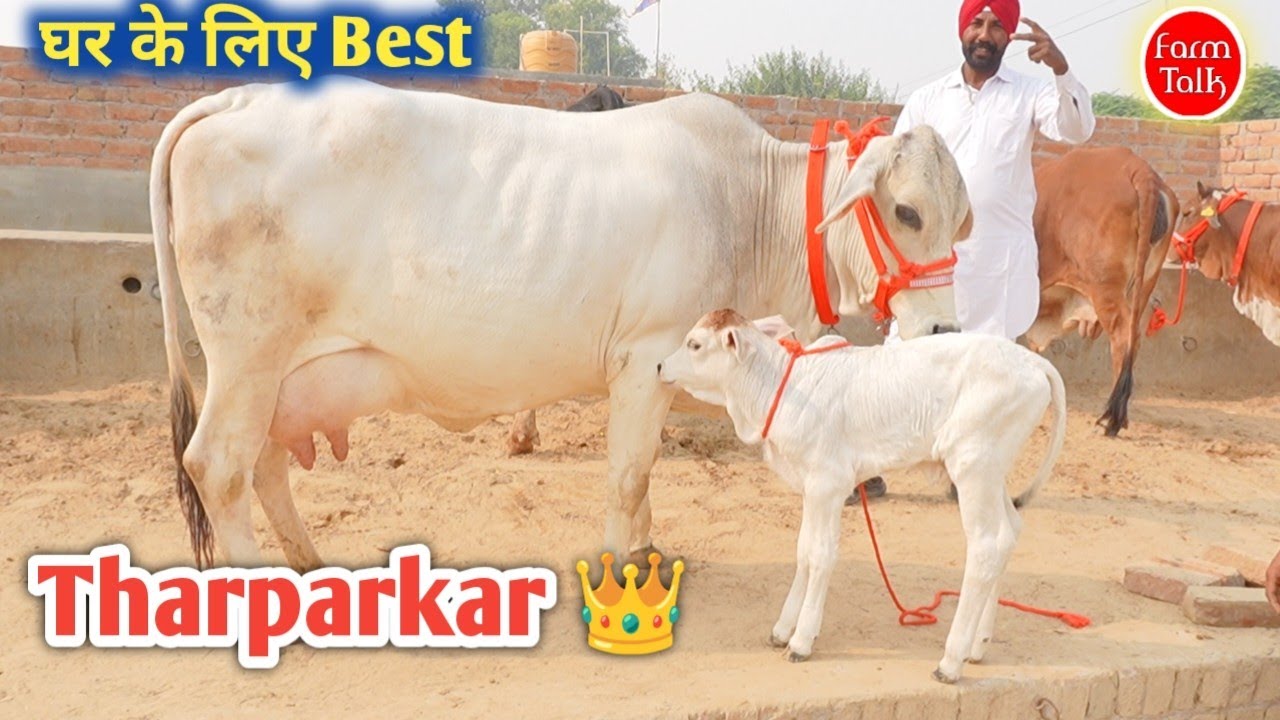 Tharparkar Cow Best Breed Quality 👉 थारपारकर गाय ✨ आज गाय श्री गंगानगर राजस्थान से Cow Dairy Farm 