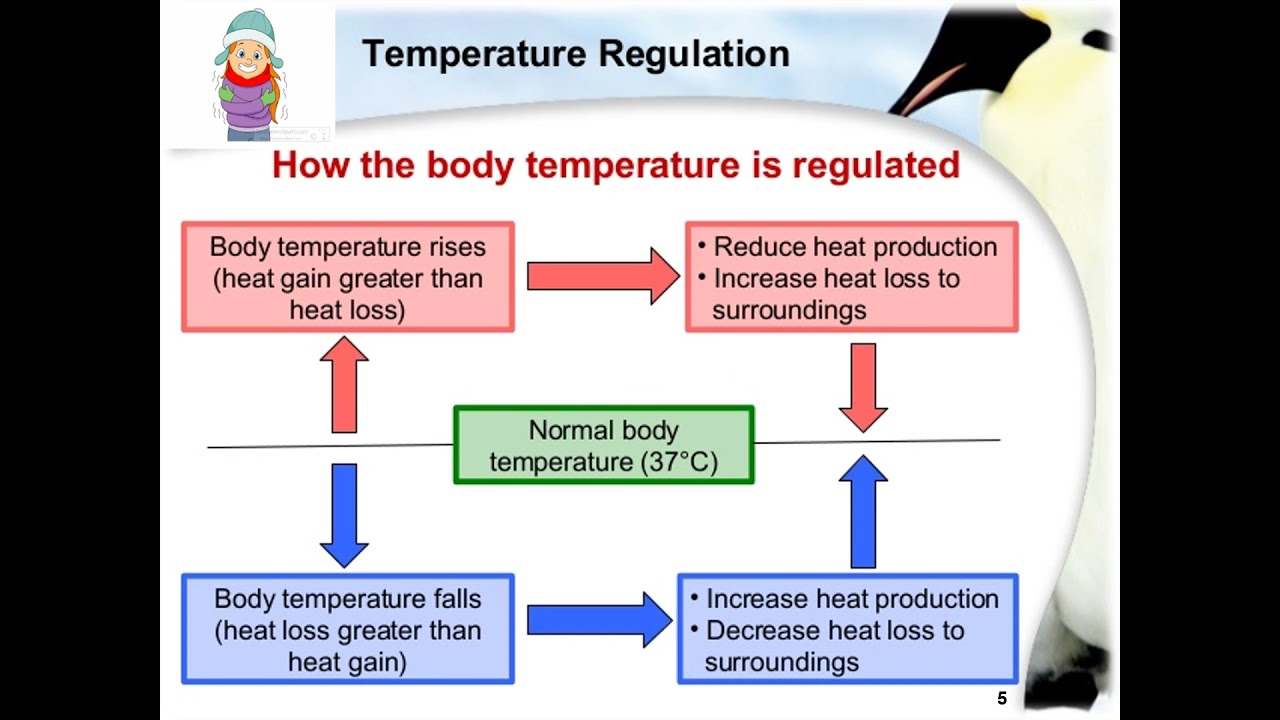 Regulation of body temperature 2021 2022