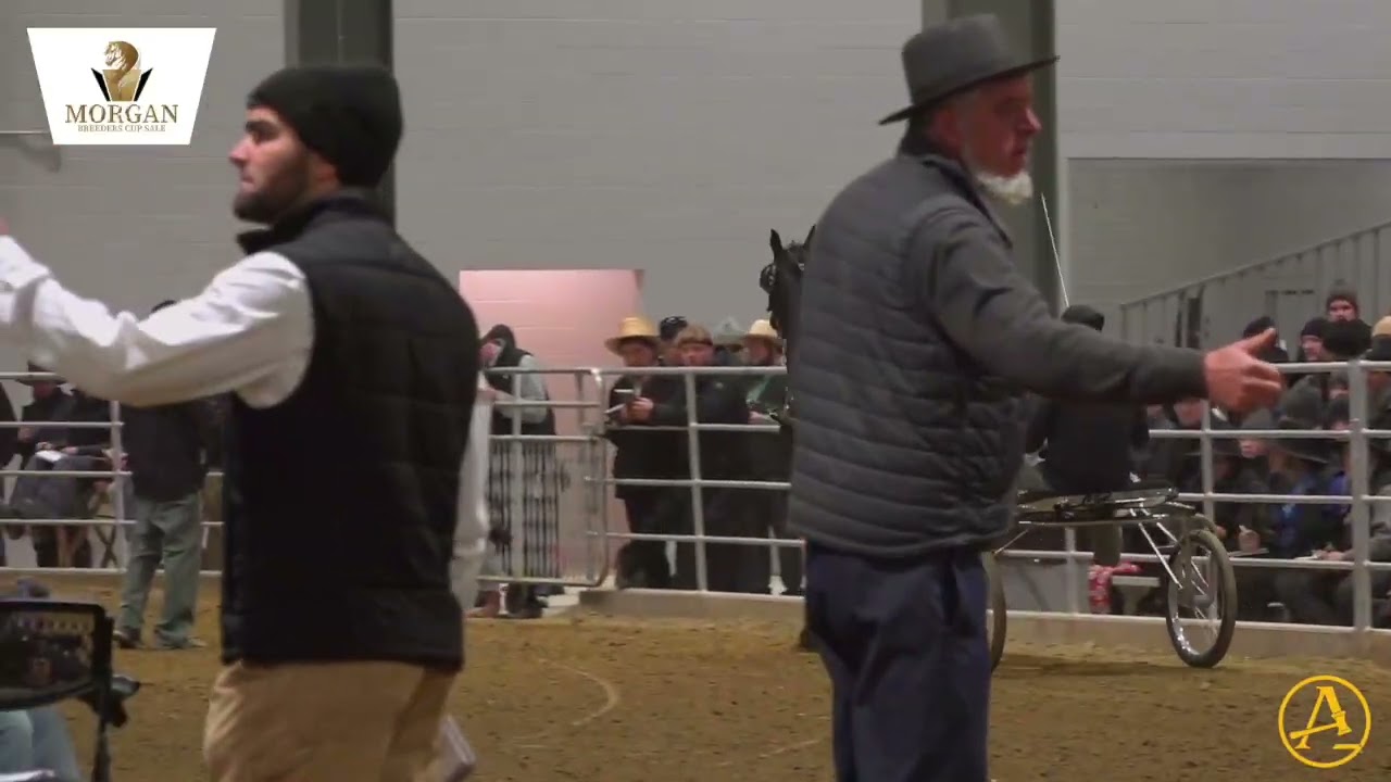 2026 Morgan Breeders Cup Sale - Day 1 | AuctionPro