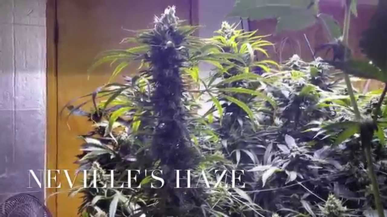 Pinkman Goo - 5000w, 10 strain genetics run, ep 4-4, top feed flood, NO Co2, T5 veg