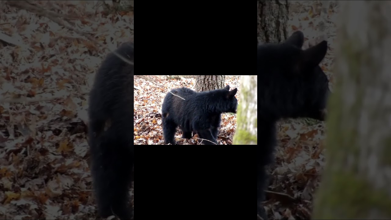 Cade's Cove Bear
