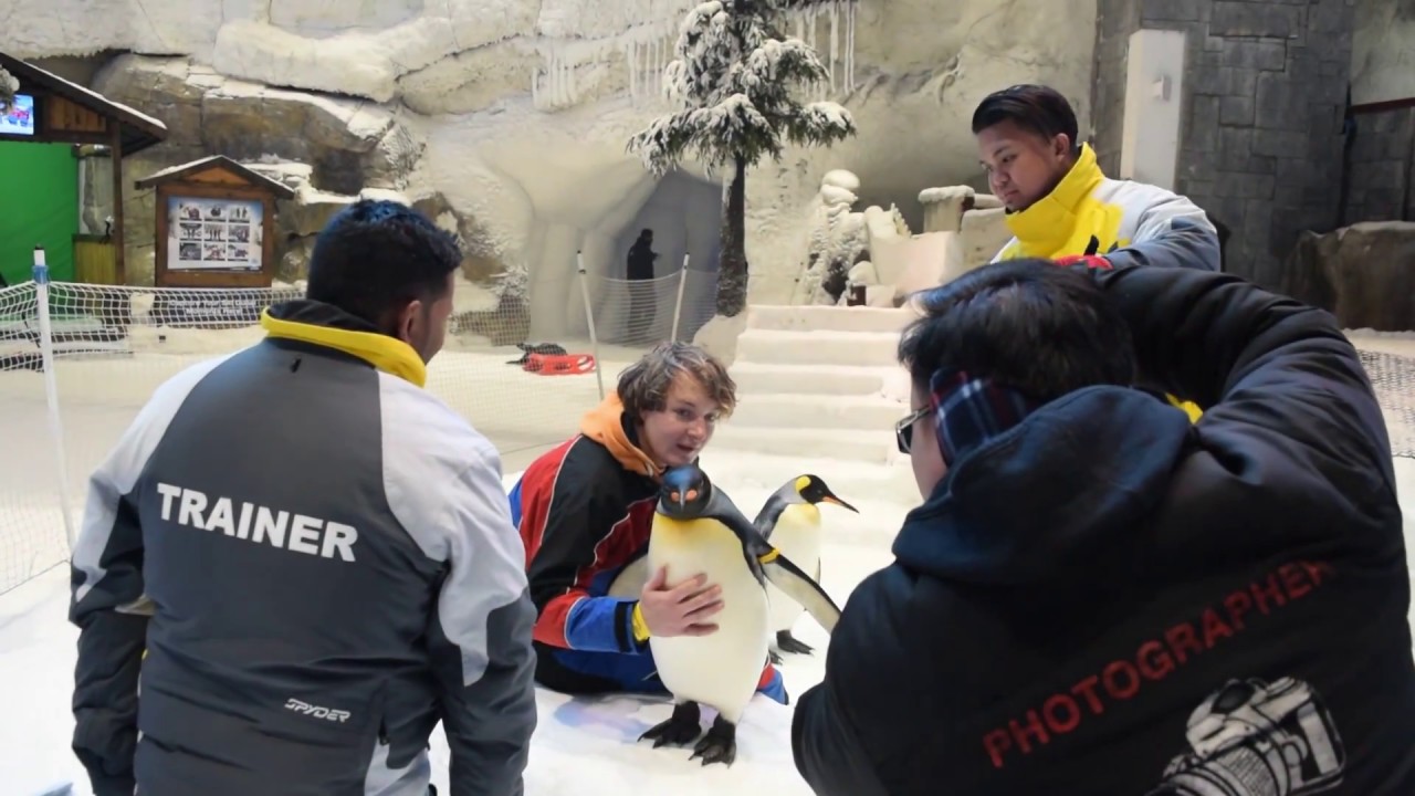 Mall of Emirates, Dubai Ski and Penguin Encounter