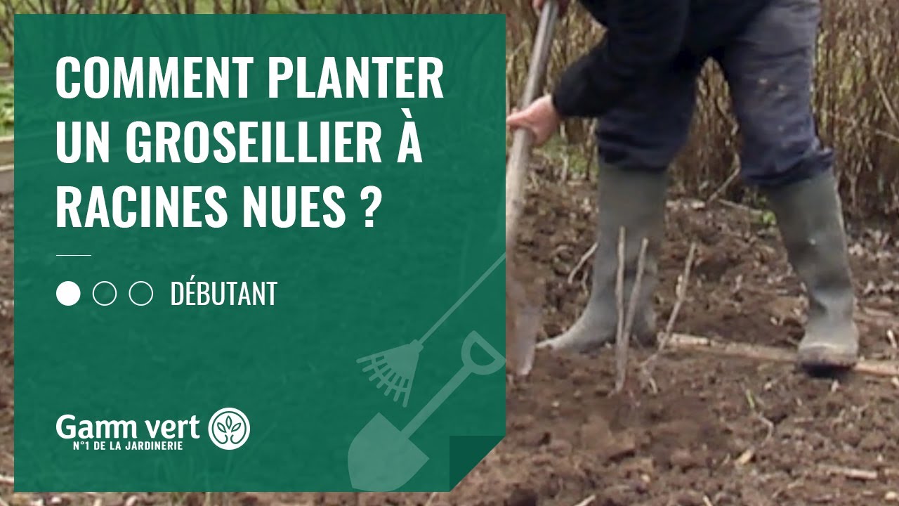 [TUTO] Comment planter un groseillier &agrave; racines nues ? - Jardinerie Gamm vert