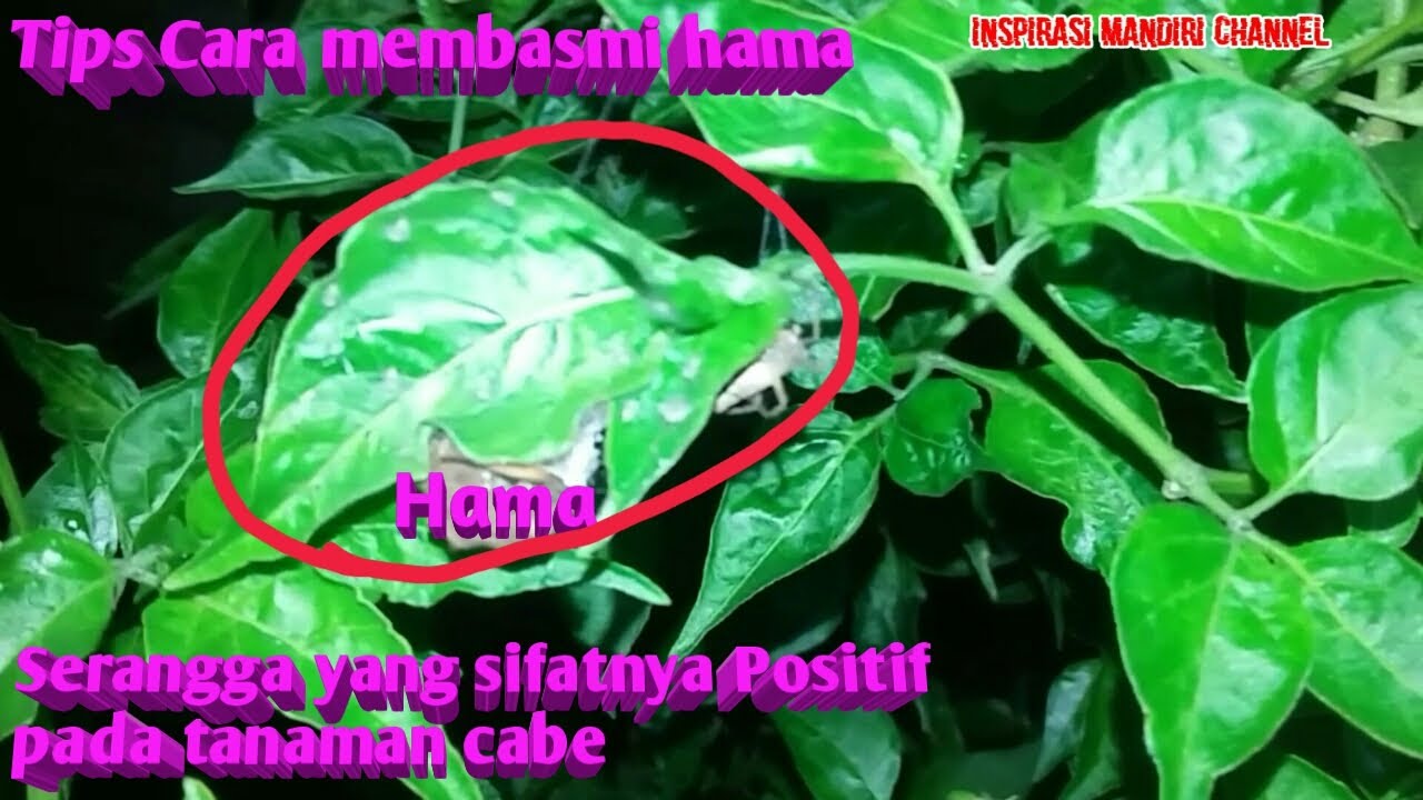Hama penyebab kriting daun dan serangga baik pada Tanaman Cabe Rawit serta Cara pengendaliannya.