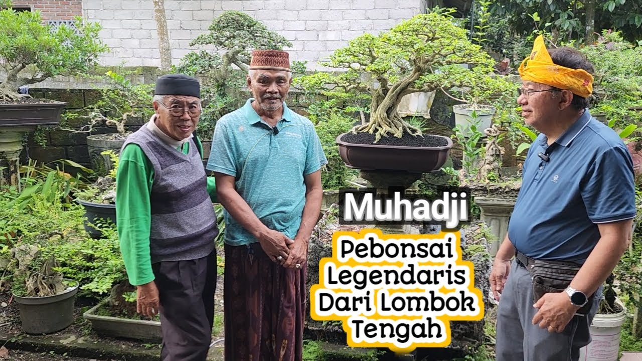Muhadji Pebonsai Legendaris Dari Lombok Tengah