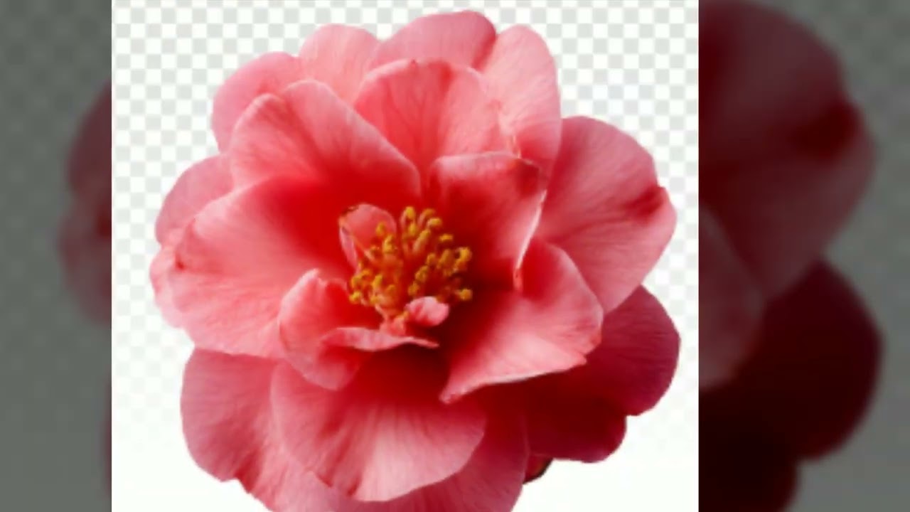 동백 Camellia   Park kibum