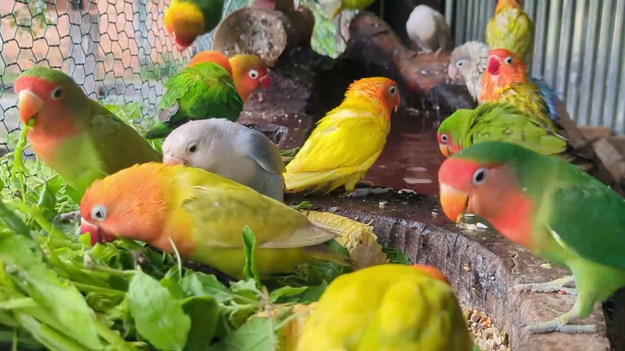Lovebird Colorful 💚❤️#lovebirds #sunconure #parrotlover #birds #cutelovebird