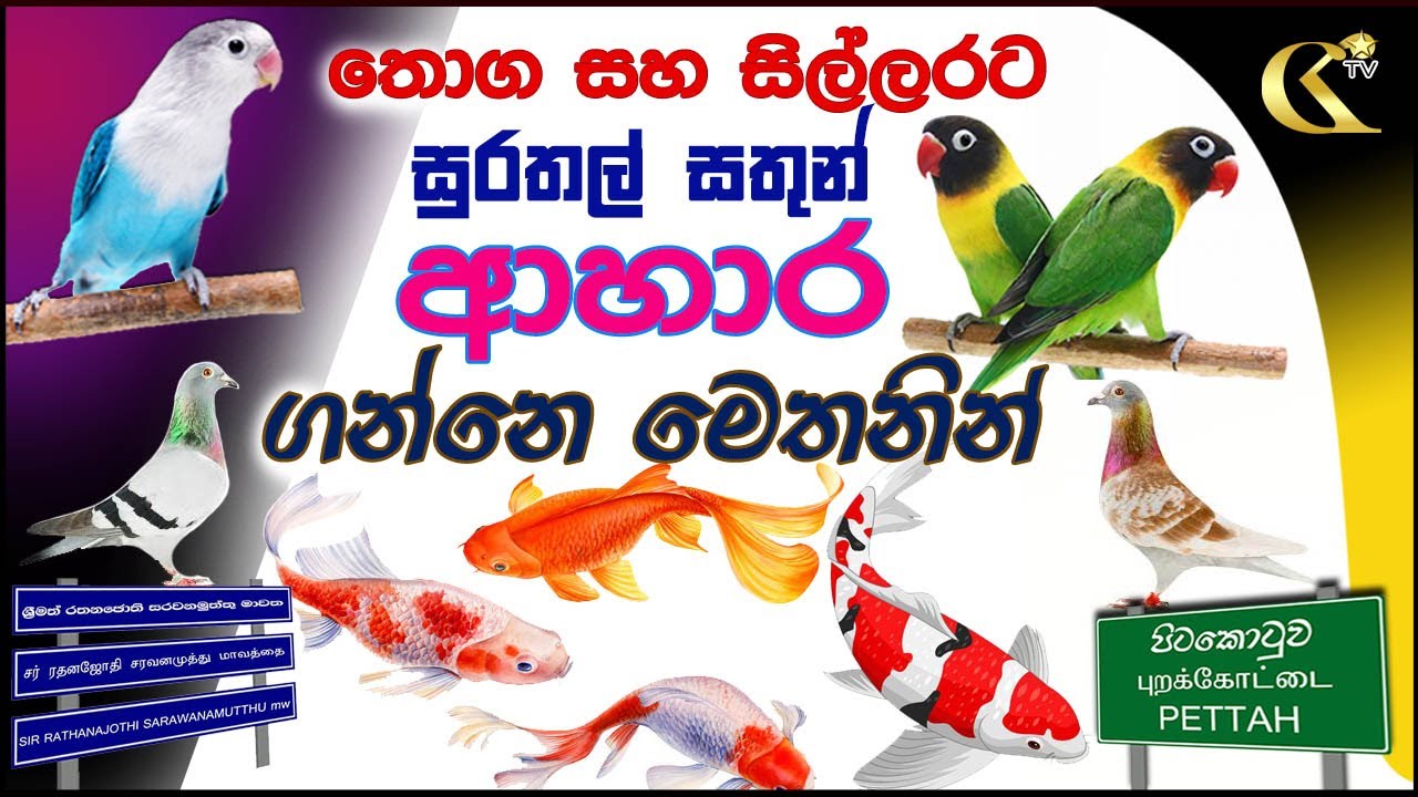 සුරතල් සතුන්ගේ ආහාර අඩුමිලට ගන්නේ මෙතනින්|  Aquarium Fish feed| Birds feed# pet feed #Pitakotuwa