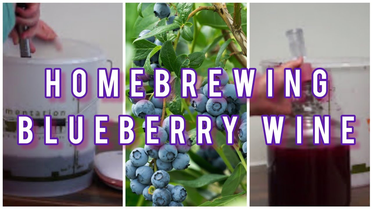 How to make country wine - Blueberry Wine -  Homebrew wednesday