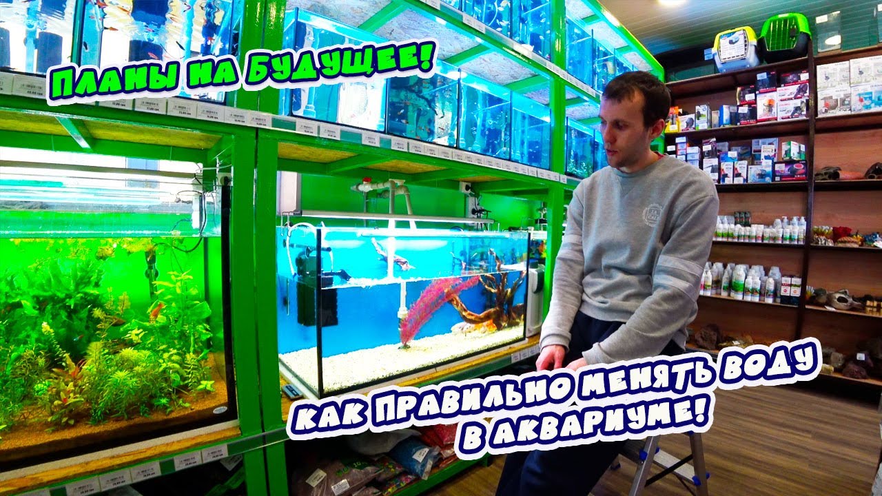 Как делать подмену воды в аквариуме, чтобы не погибла рыба