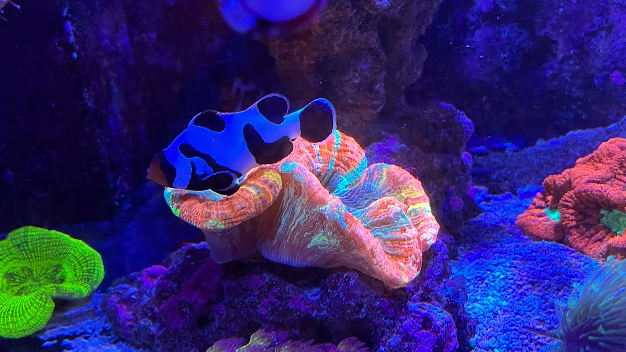 A priceless tool in reefing!