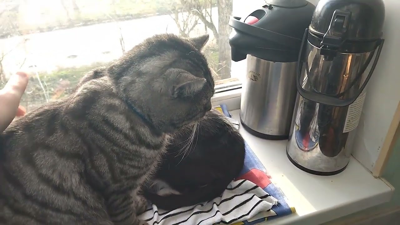 Sweet Couple - Cat Barsik and Kitty Lisa🐱