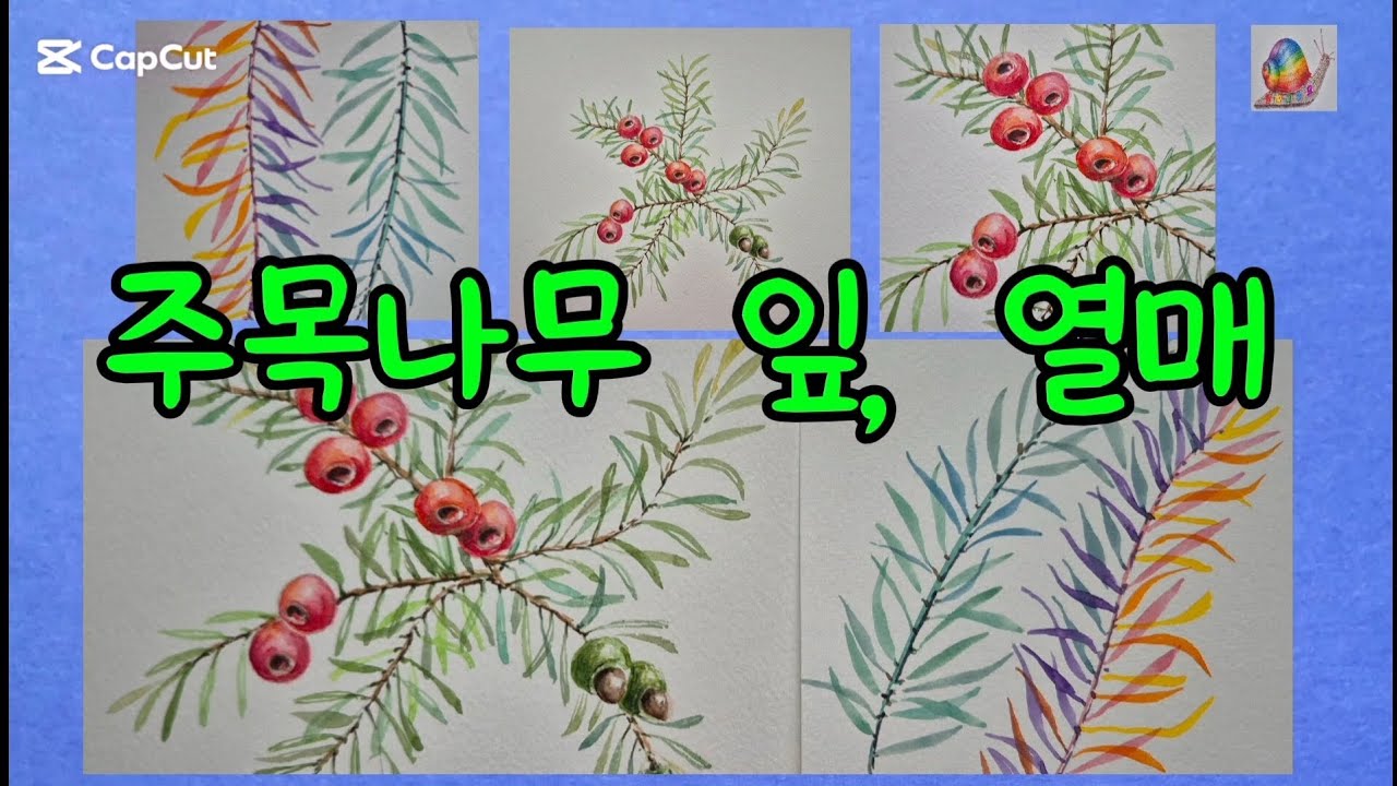 주목나무 잎,열매 수채물감으로 그리기