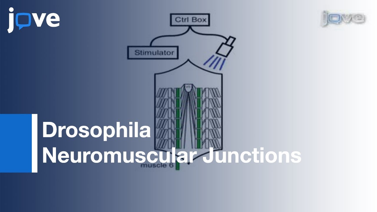 Channelrhodopsin2 Mediated Stimulation: Synaptic Potentials l Protocol Preview