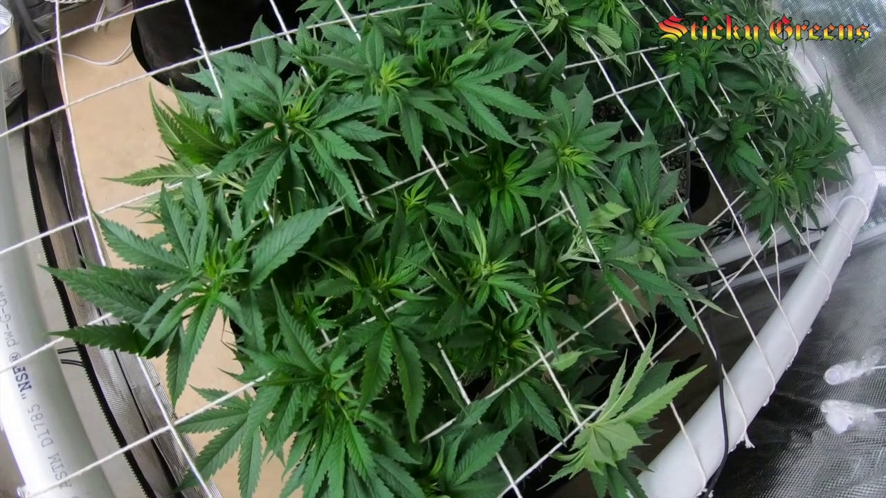 Season 1 Episode 2 of Crop Kings Purple Kush week 1 of flower