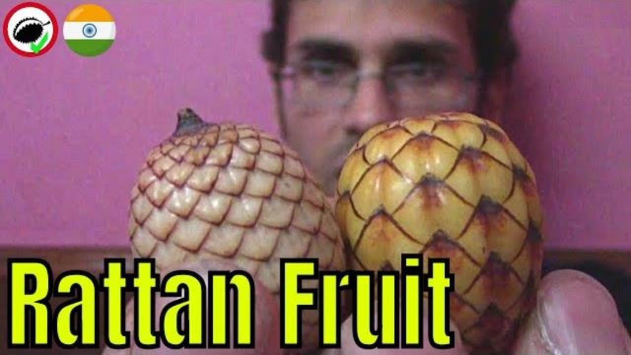 Rattan Palm Fruit Review - Weird Fruit Explorer Ep. 310