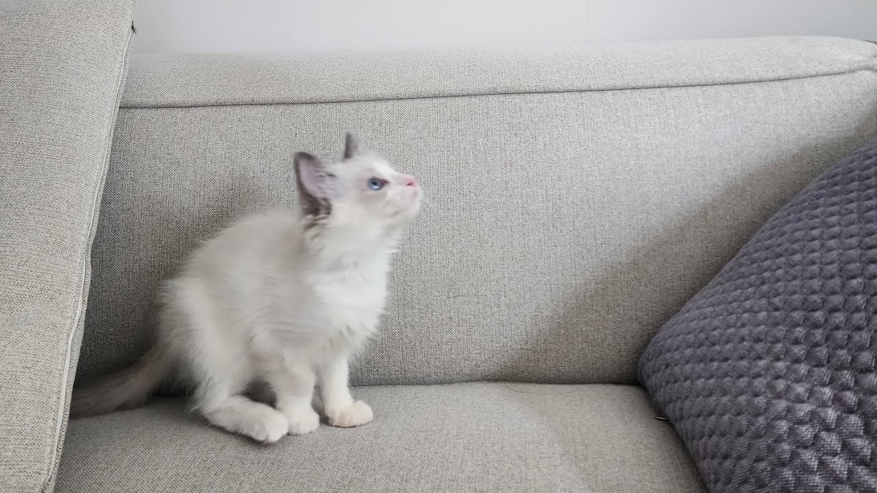 아기고양이 시절 타래