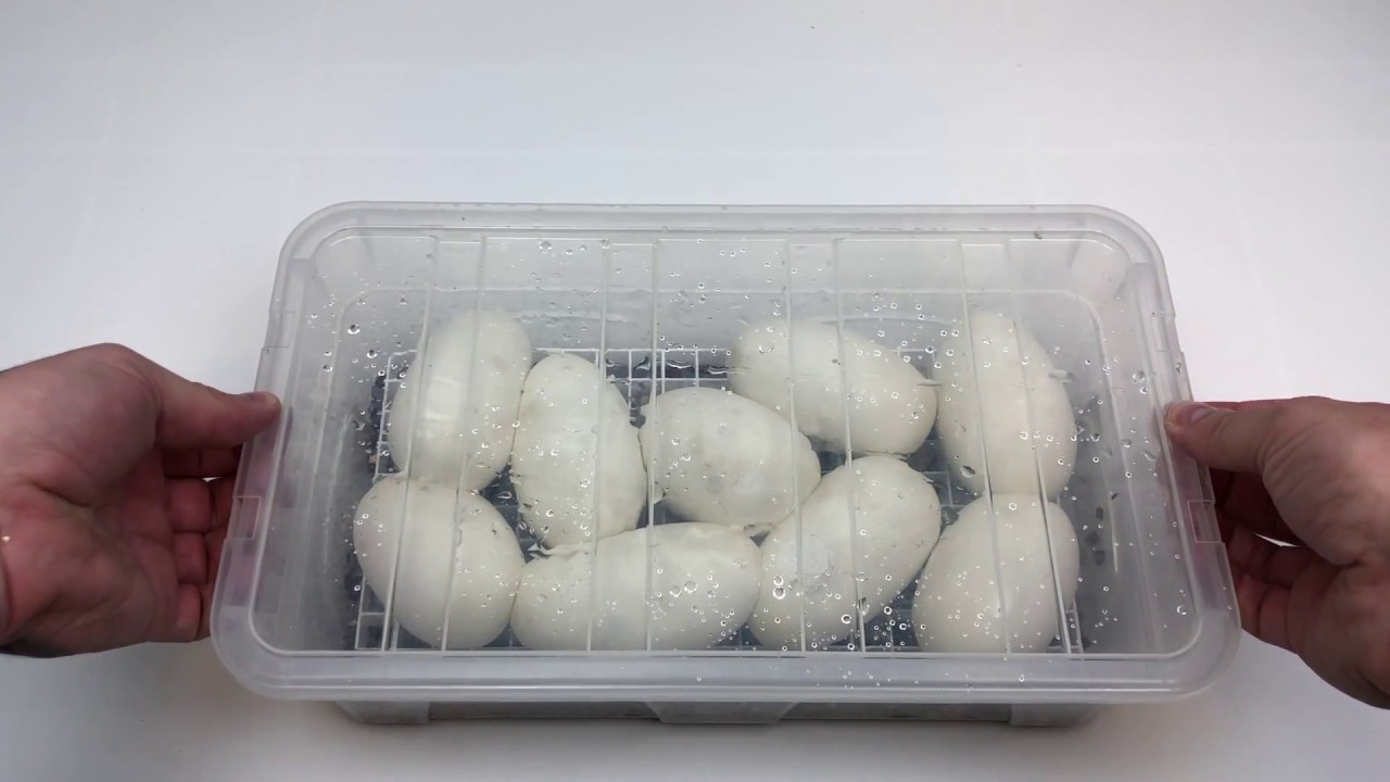 Why do ball python eggs dimple!?? a chance to win what!?