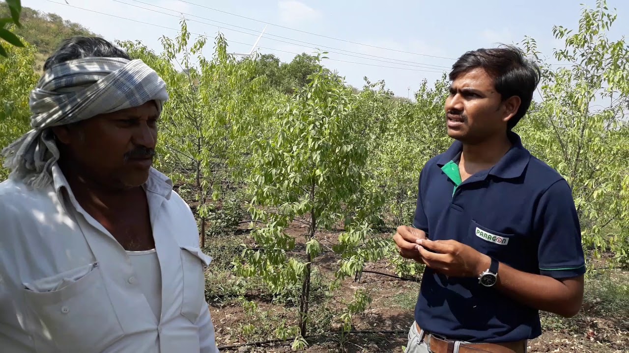 ચંદનની ખેતી કરી, મેળવો મબલક કમાણી