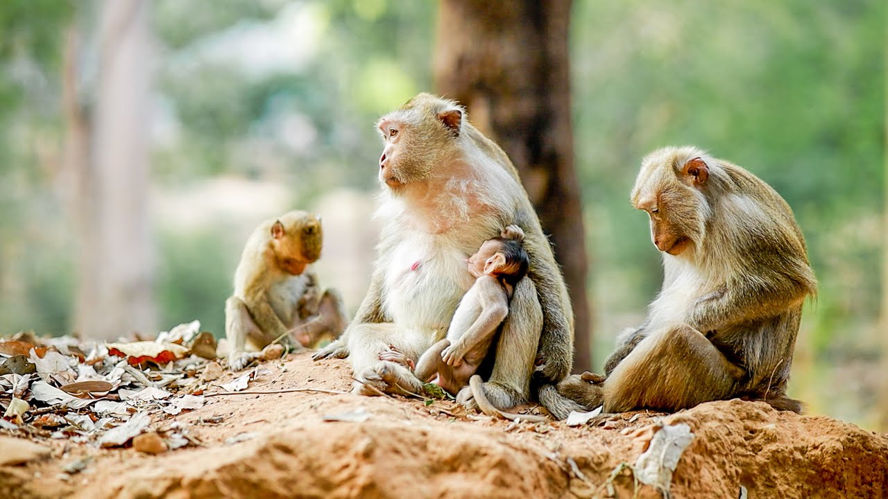 Trinda family monkey happy time