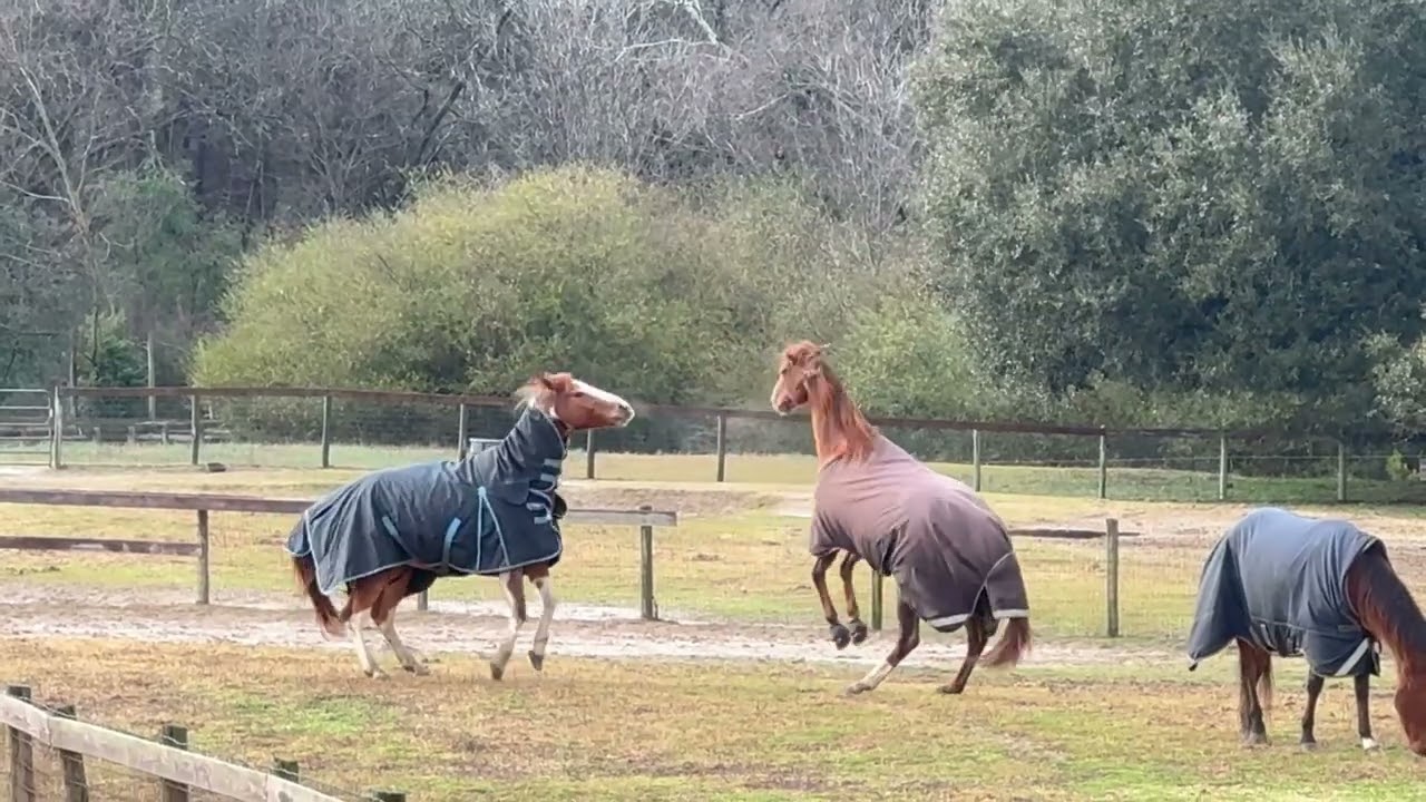 PURE CHAOS! THIS WEATHER HAS THE HORSES GOING CRAZY! CAN YOU SPOT THE HORSE THAT FALLS DOWN?