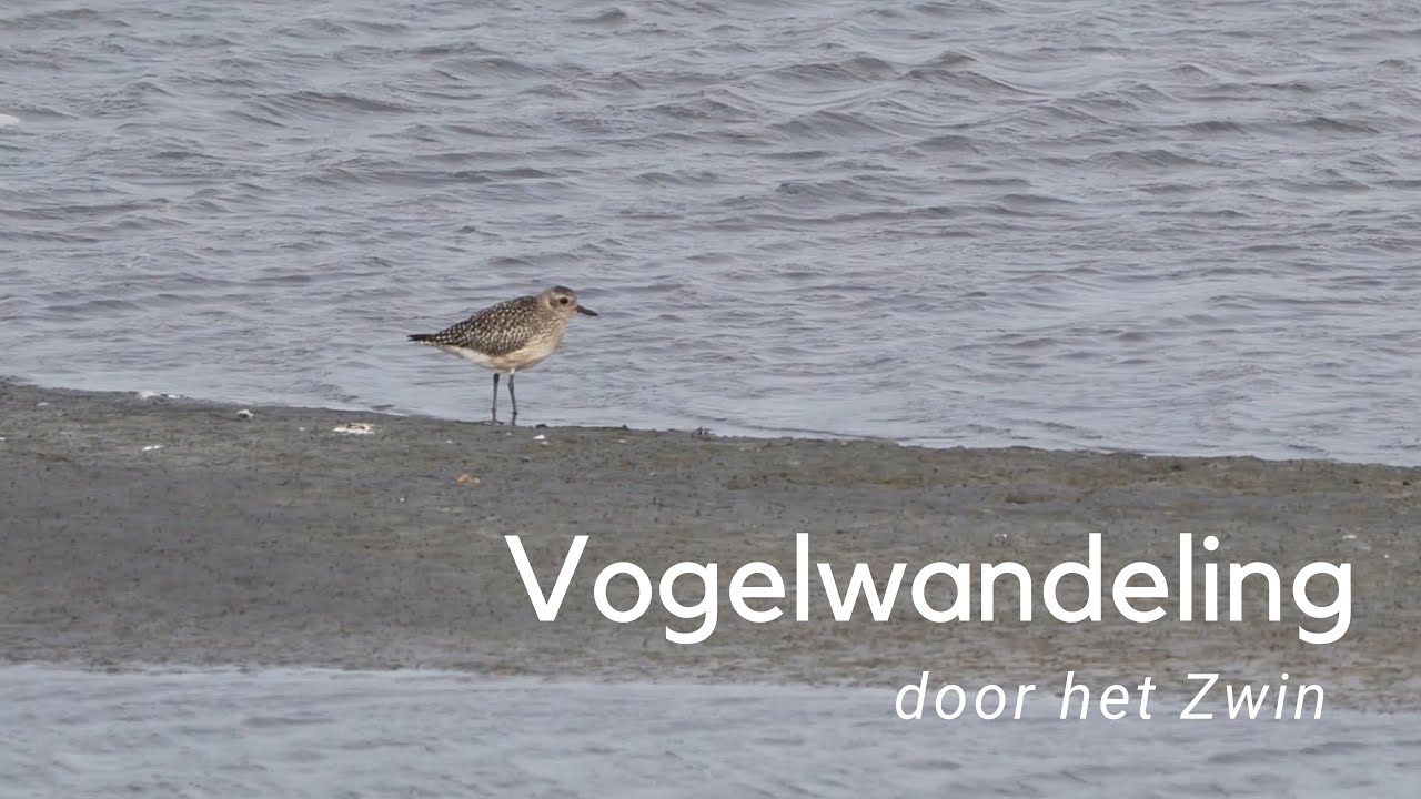 Vogels kijken in het Zwin #1084
