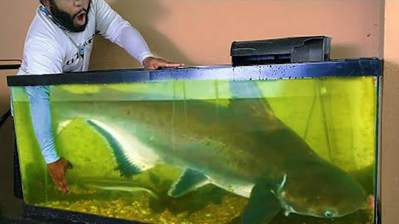 10 PEIXES GRANDES E BARATOS PARA SE CRIAR NO AQUÁRIO!