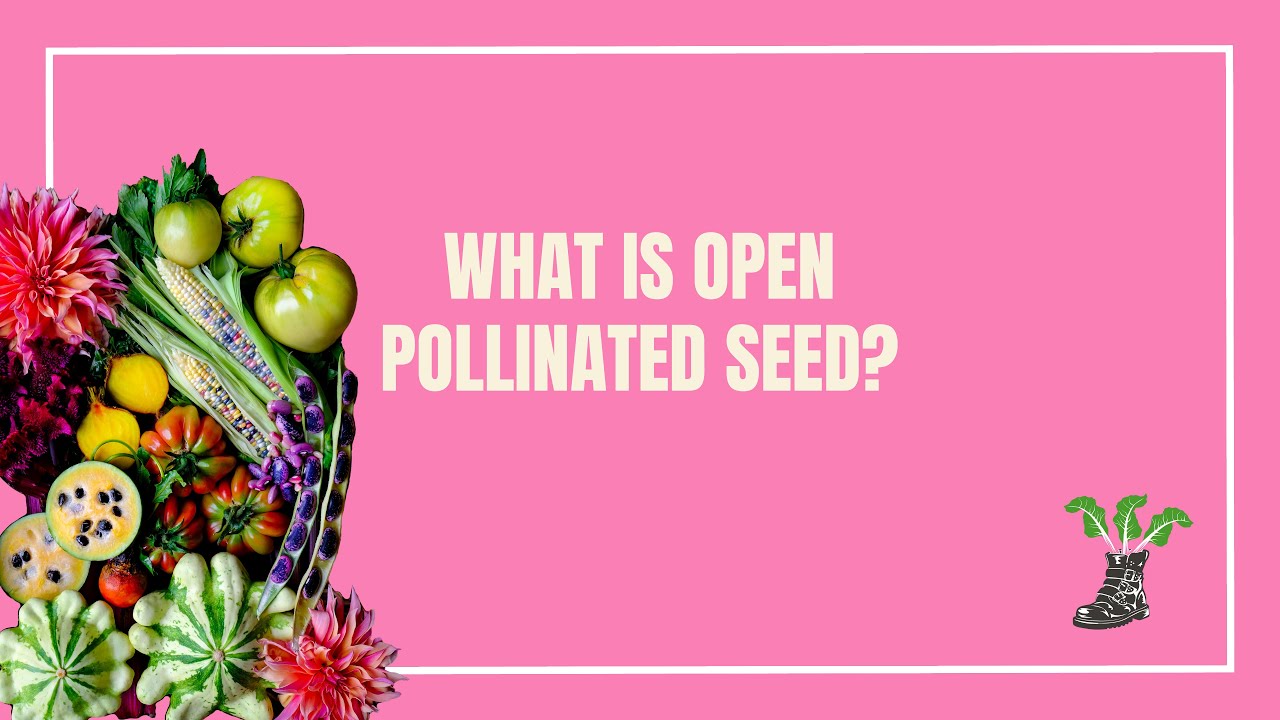 What Is Open Pollinated Seed