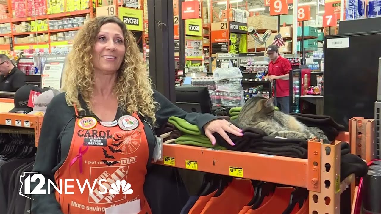 Meet 'Mama the Cat': The fixture of one Chandler Home Depot