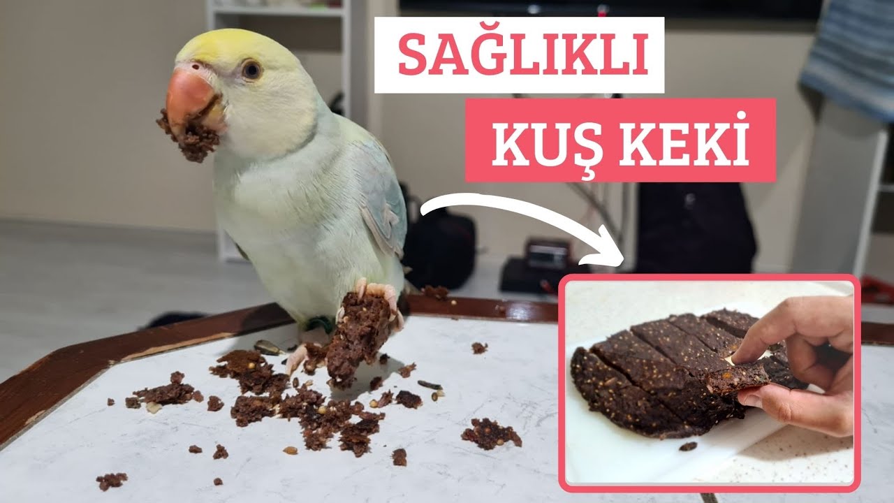 KUŞLAR İÇİN KUŞ KEKİ YAPIMI (%100 YEME GARANTİLİ)