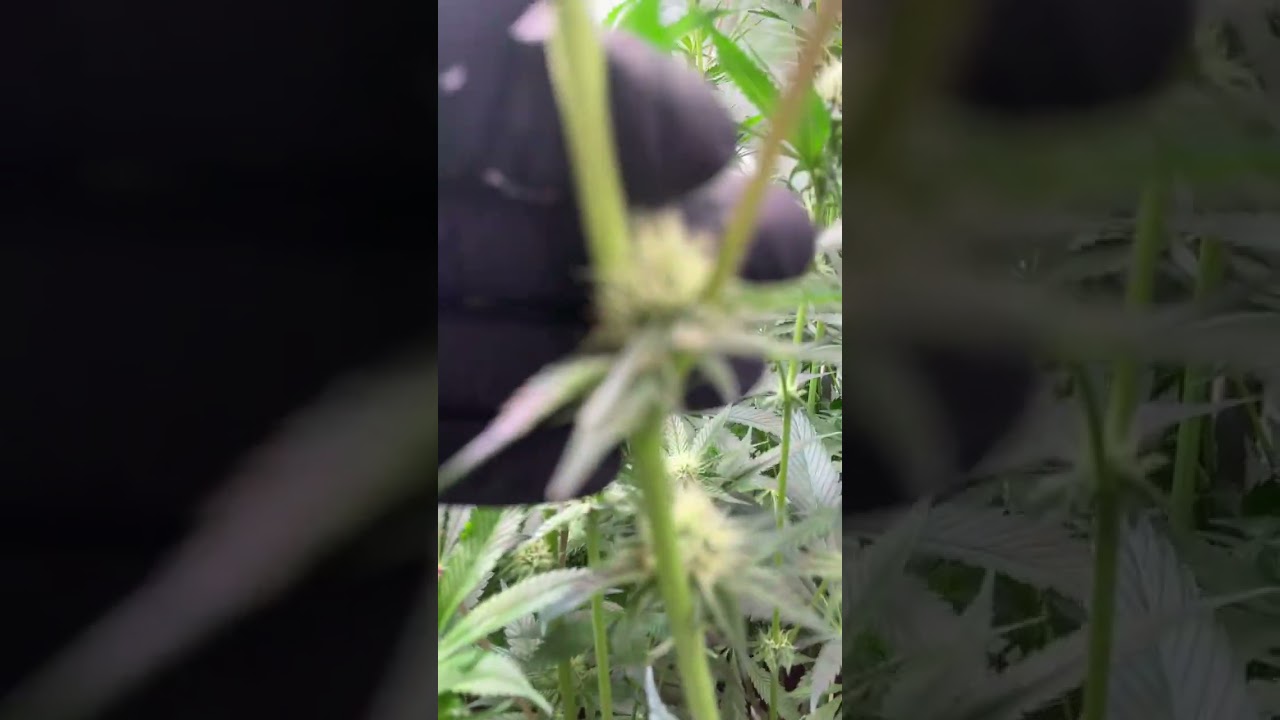 Inhousegenetics flower day 23