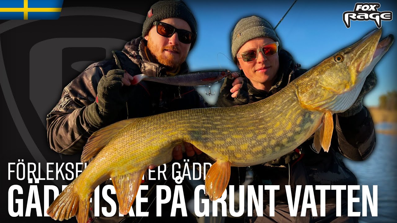 Gäddfiske på grunt vatten - Förleksfiske efter gädda