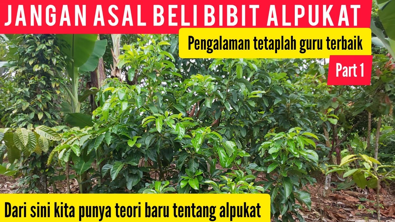 Ternyata selama ini kami sudah salah tentang pohon alpukat | part 1