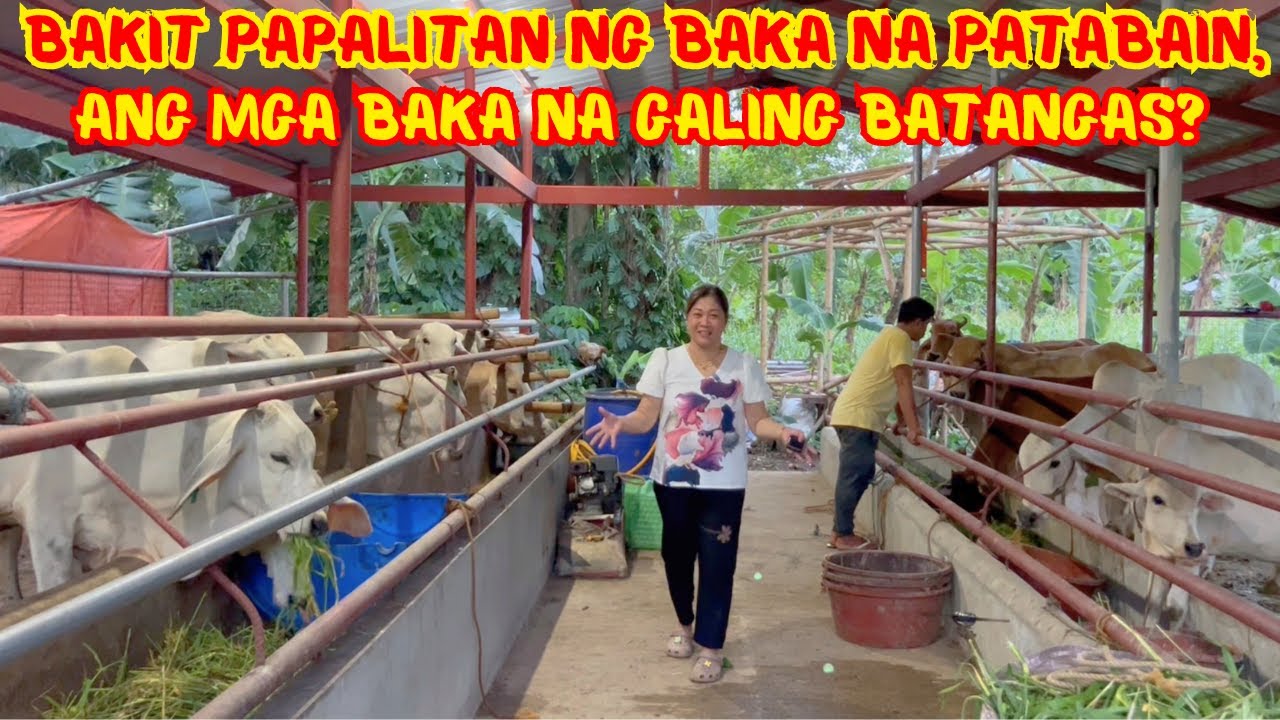 BAKIT PAPALITAN NG BAKA NA PATABAIN, ANG MGA BAKA NA GALING BATANGAS? | SOLLE;S GANDANG BUHAY