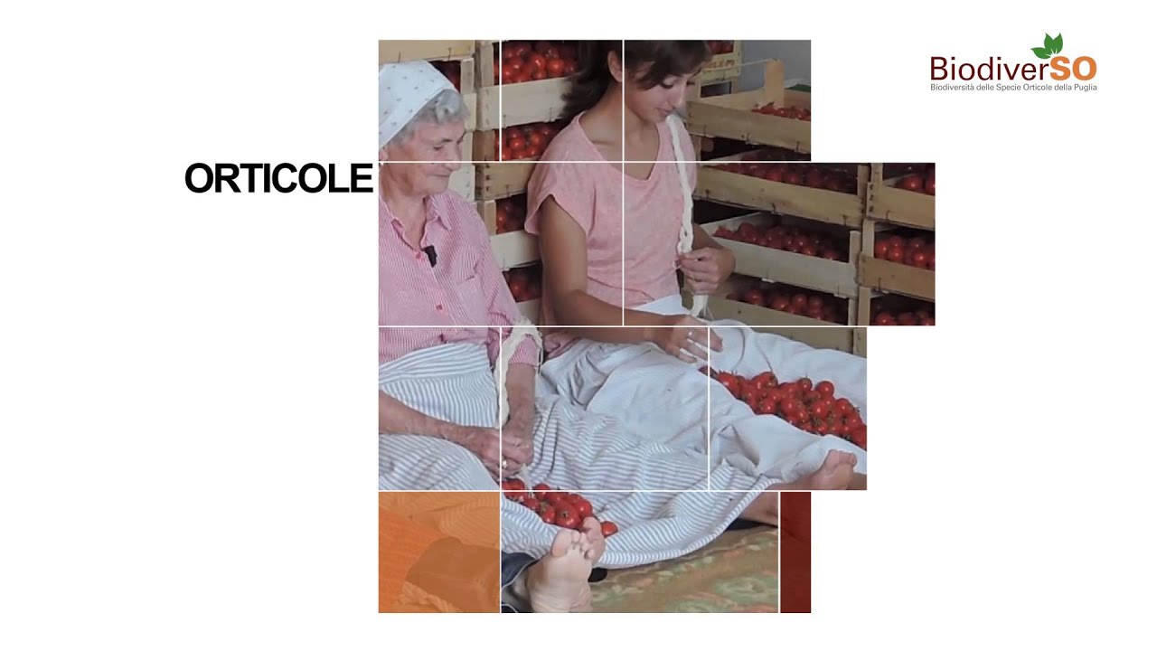 BiodiverSO - Short video