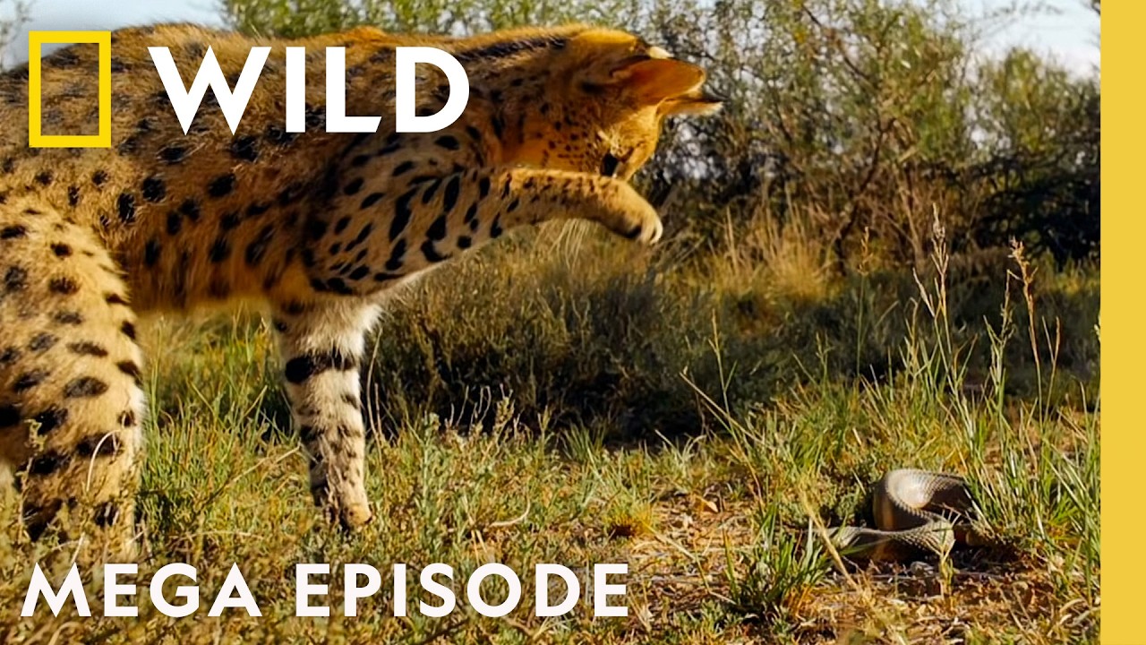 Bone Crushing Battles: Nature&rsquo;s Ultimate Attacks | Animal Fight Night MEGA EPISODE | Nat Geo Animals