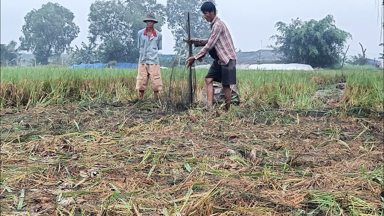 Bẫy chim sẻ