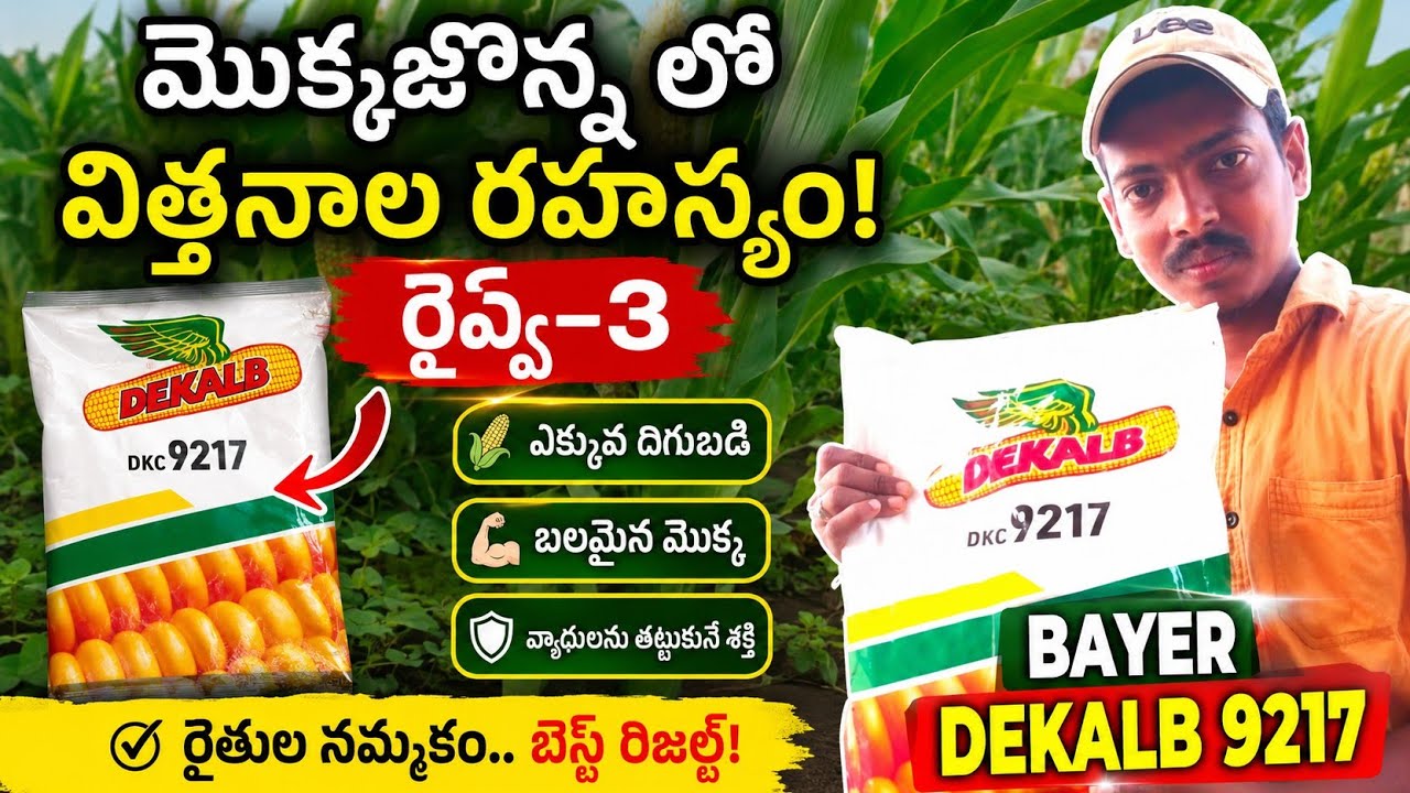 Maize review౼ 3||DeKalb 9217||మొక్కజొన్న విత్తనాలు రివ్యూ తెలుగులో