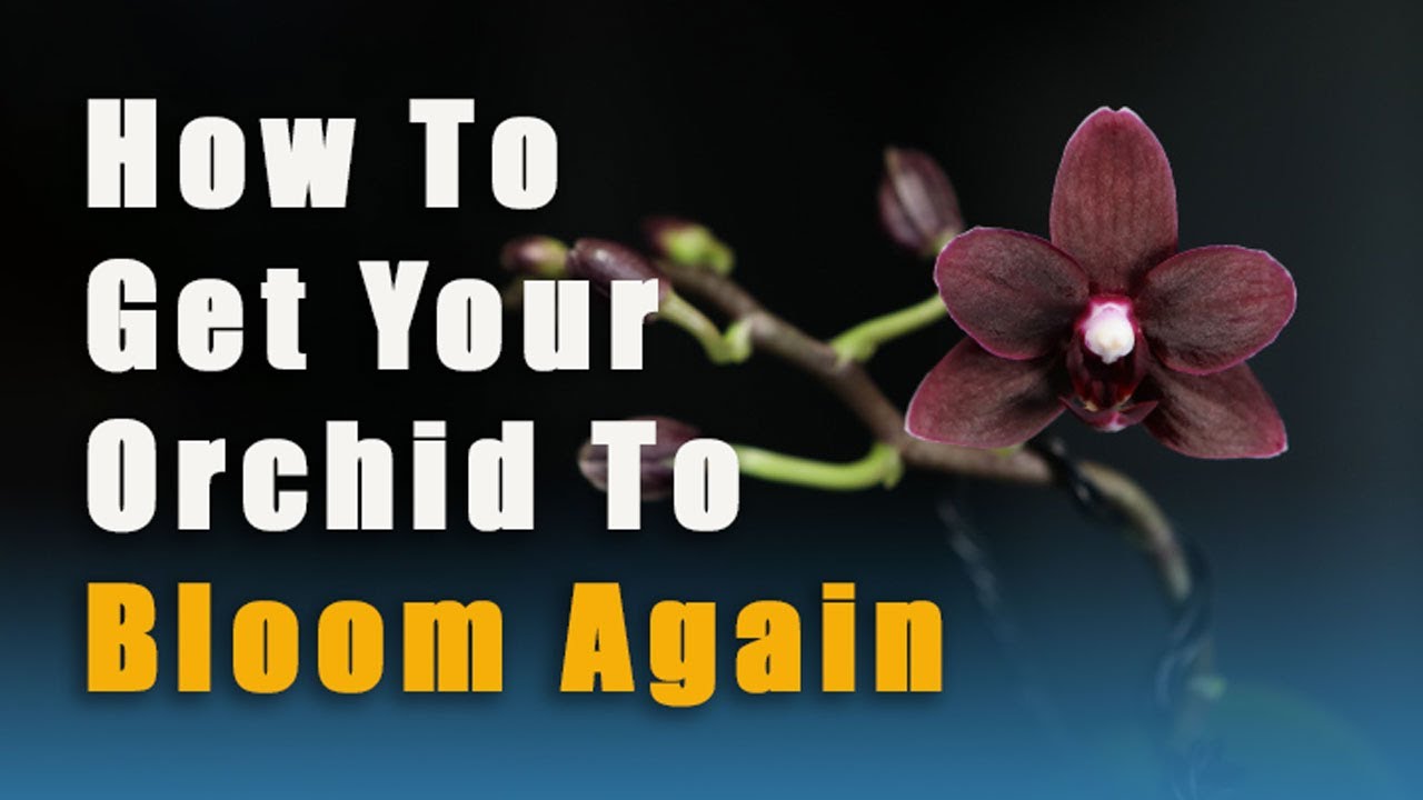 Orchid Care- How To Get Your Phalaenopsis Orchid To Bloom Again