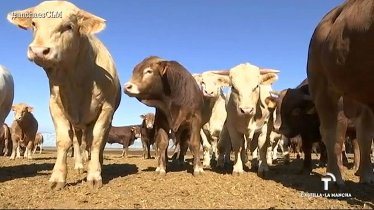 La tradición ganadera de Menasalbas. Ancha es Castilla - La Mancha.