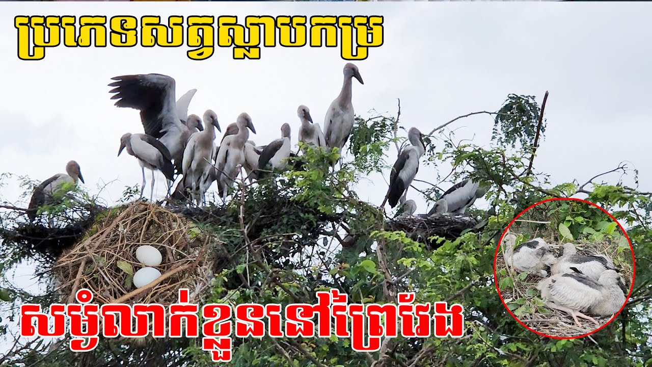 មិនងាយបានឃើញទេ ចូលដល់ក្នុងសហគមន៍ព័ន្ធតាឡី មើលពីការរស់នៅរបស់សត្វផ្ទាល់ៗតែម្ដង